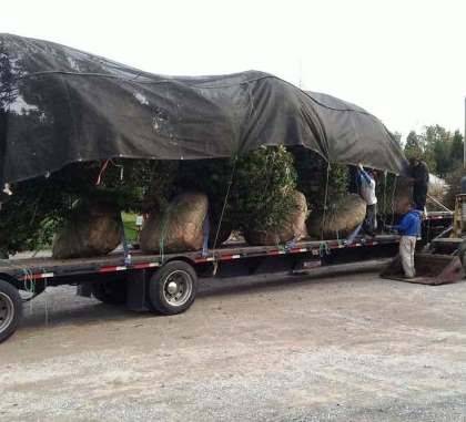 Top 10 Tarp Uses for Landscaping and Lawn Care